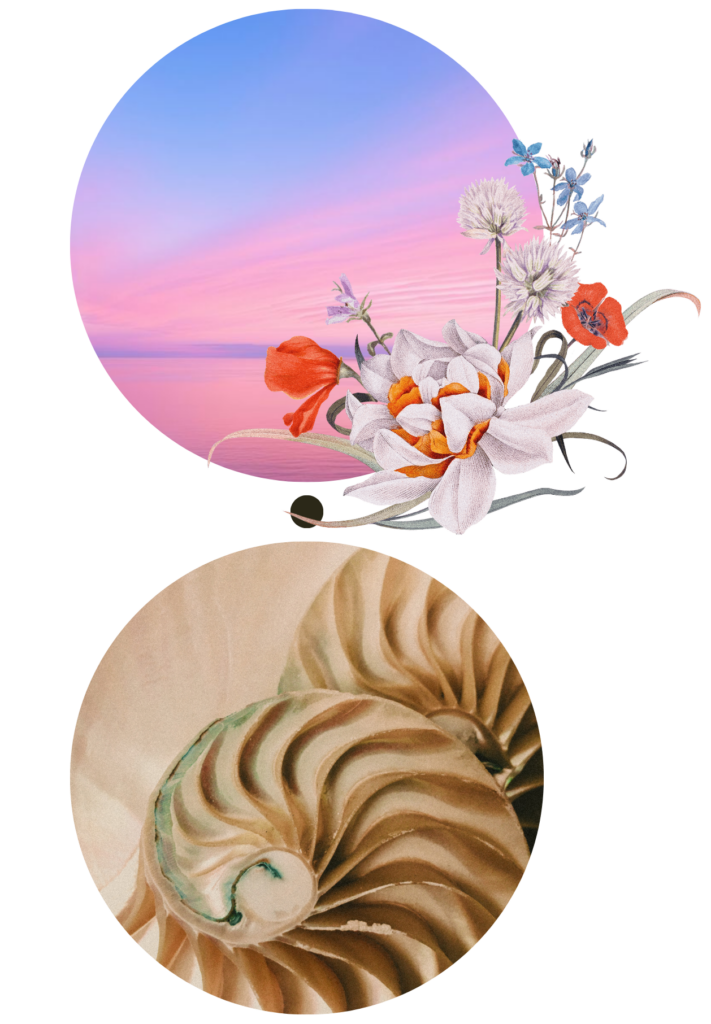 2 kreise design bild sonnenuntergang und nautilus